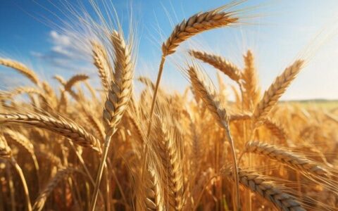 From Kitchen to Clinic: Yava (Barley’s) Role in Ayurveda